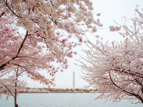 Full bloom ii