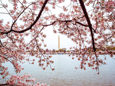 Full bloom iii