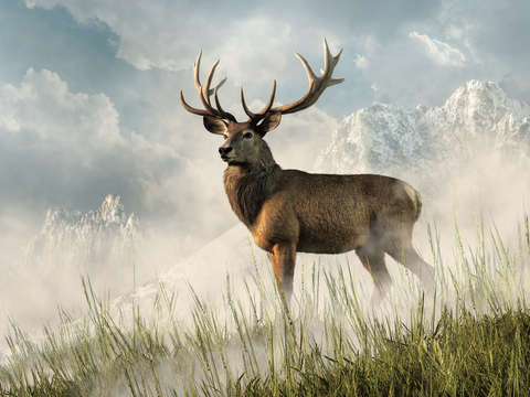 Red deer