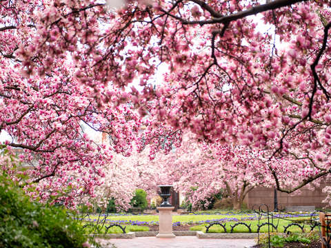 Saucer magnolias at the enid a haupt garden
