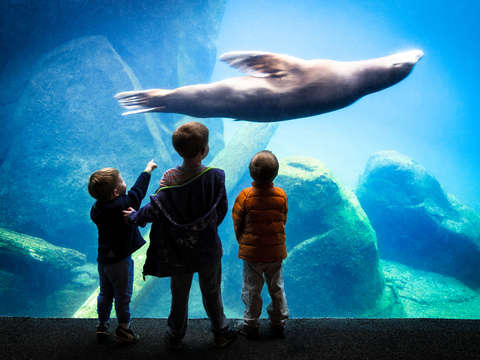 Sea lions at the national zoo