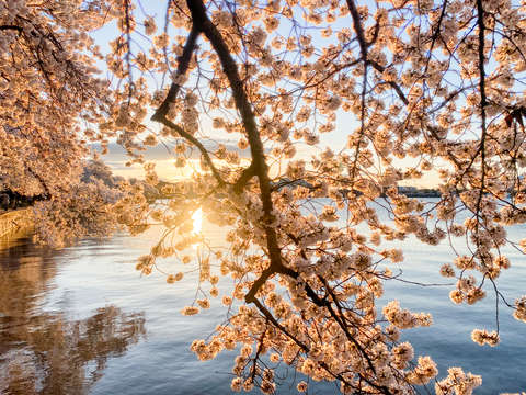 Cherry blossoms in washington dc
