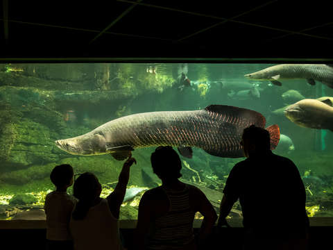 Amazonian fish at the smithsonians national zoo