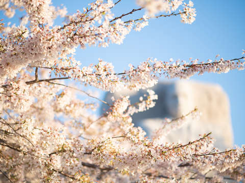 Mlk memorial with washington dcs cherry blossoms
