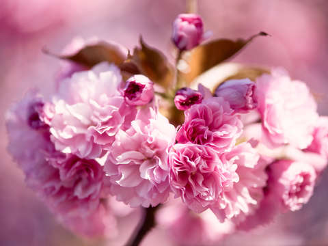 Kwanzan cherry blossoms in washington dc