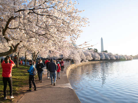 Cherry blossoms in washington dc 2