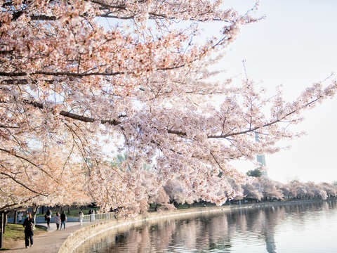 Cherry blossoms in washington dc 3