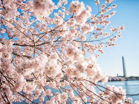 Cherry blossoms in washington dc 4
