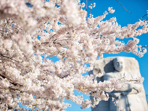 Cherry blossoms in washington dc 5
