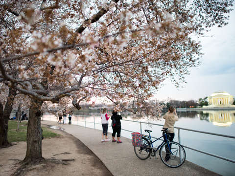Cherry blossoms in washington dc 6