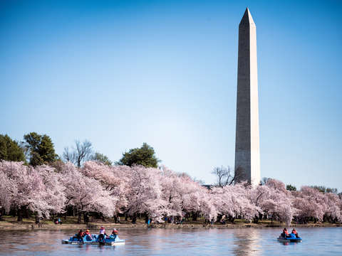 Cherry blossoms in washington dc 7