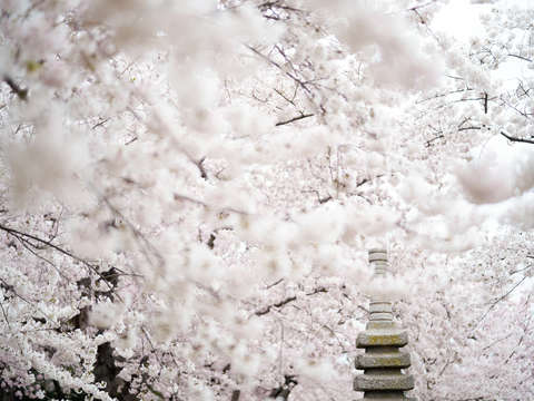 Cherry blossoms in washington dc 8