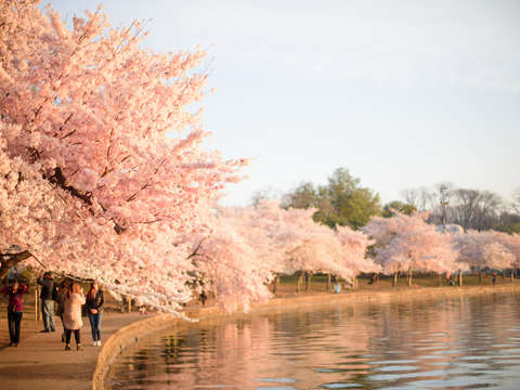 Cherry blossoms in washington dc 9