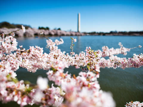 Cherry blossoms in washington dc 10