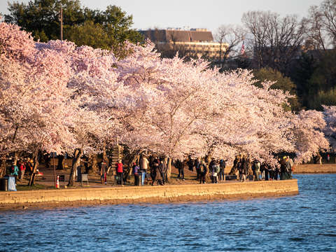 Cherry blossoms in washington dc 11