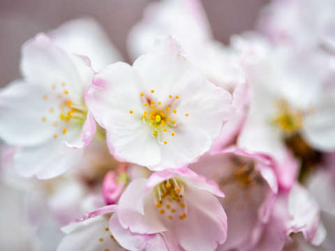 Cherry blossoms in washington dc 12