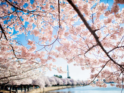 Cherry blossoms in washington dc 13