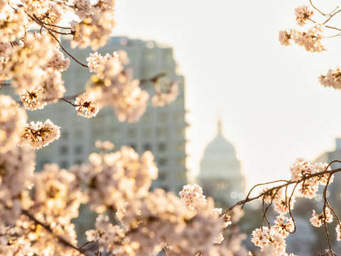 Cherry blossoms in washington dc 14