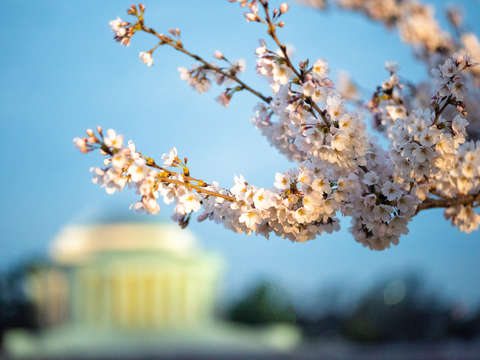 Cherry blossoms in washington dc 15