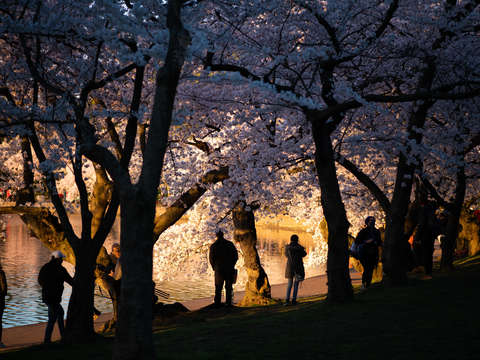 Cherry blossoms in washington dc in the early morn