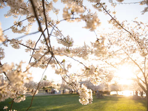 Cherry blossoms in washington dc 16