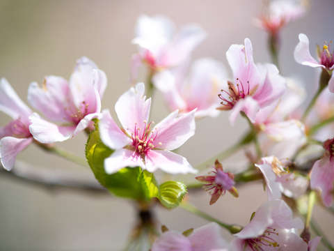 Cherry blossoms in washington dc 17