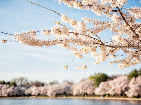 Cherry blossoms in washington dc 18