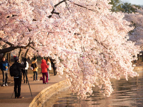 Cherry blossoms in washington dc 19