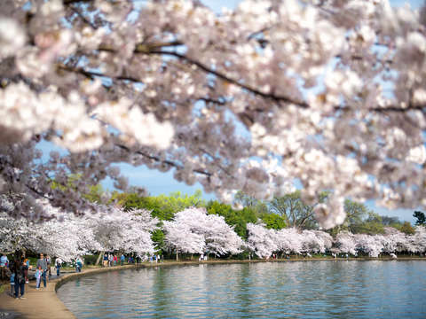 Cherry blossoms in washington dc 20