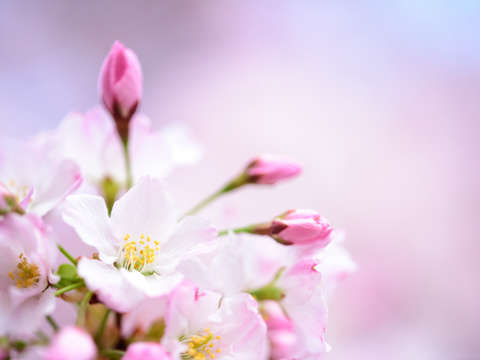 Cherry blossoms in washington dc 21