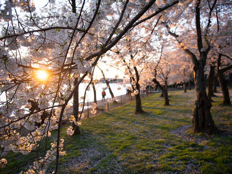 Cherry blossoms in washington dc 22