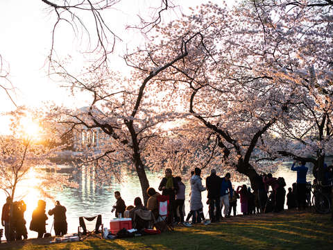 Cherry blossoms in washington dc 23