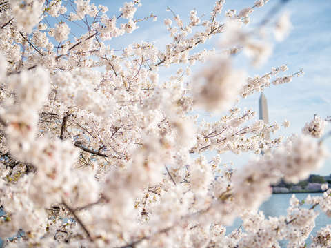Cherry blossoms in washington dc 26