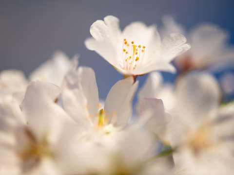 Cherry blossoms in washington dc 27