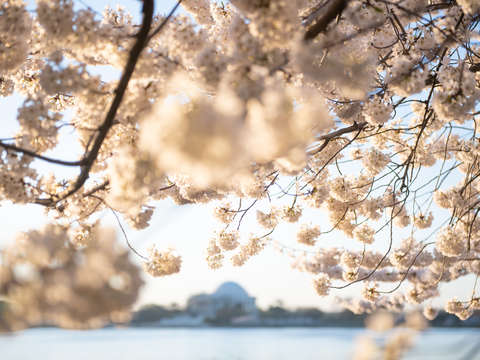 Cherry blossoms in washington dc 28