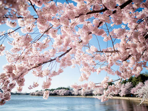 Cherry blossoms in washington dc 29