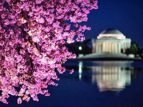 Cherry blossoms in washington dc 30
