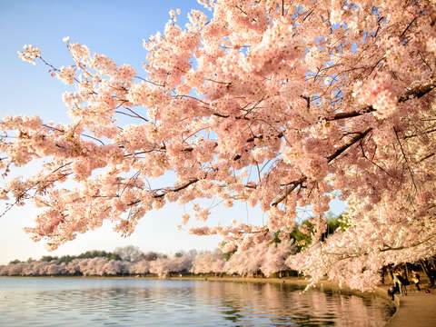 Cherry blossoms in washington dc 31