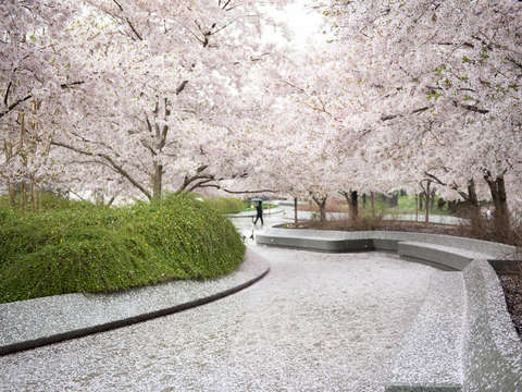 Cherry blossoms in washington dc 32