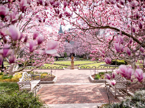 Saucer magnolias at the enid a haupt garden 2