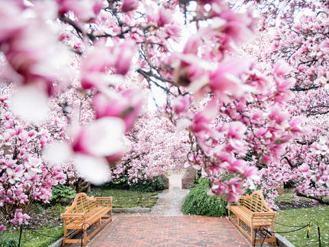 Saucer magnolias at the enid a haupt garden 3