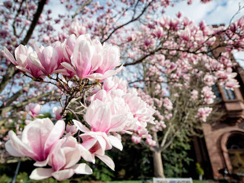 Saucer magnolias at the enid a haupt garden 4