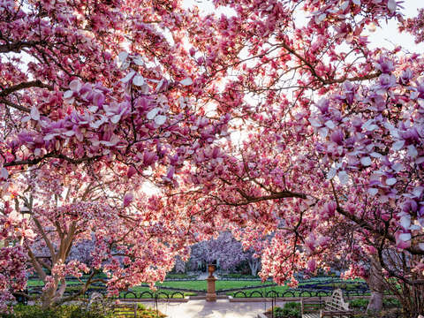 Saucer magnolias at the enid a haupt garden 5