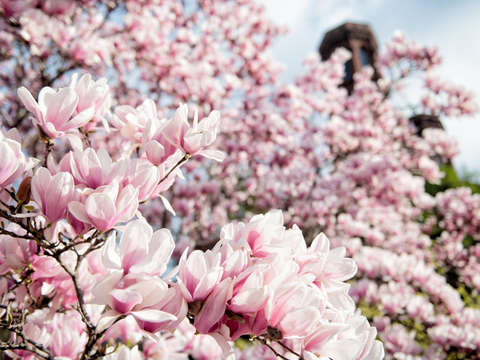 Saucer magnolias at the enid a haupt garden 6