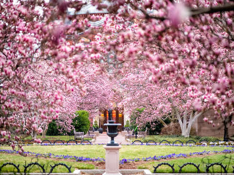 Saucer magnolias at the enid a haupt garden 7