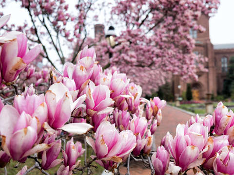 Saucer magnolias at the enid a haupt garden 8
