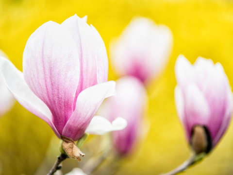 Saucer magnolias at the george mason memorial