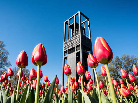 Tulips at the netherlands carillon in arlington vi