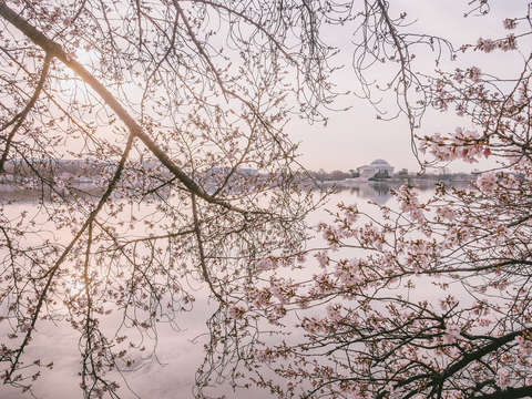 Beyond the blossom wall