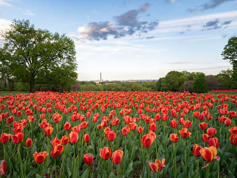 Among the tulips